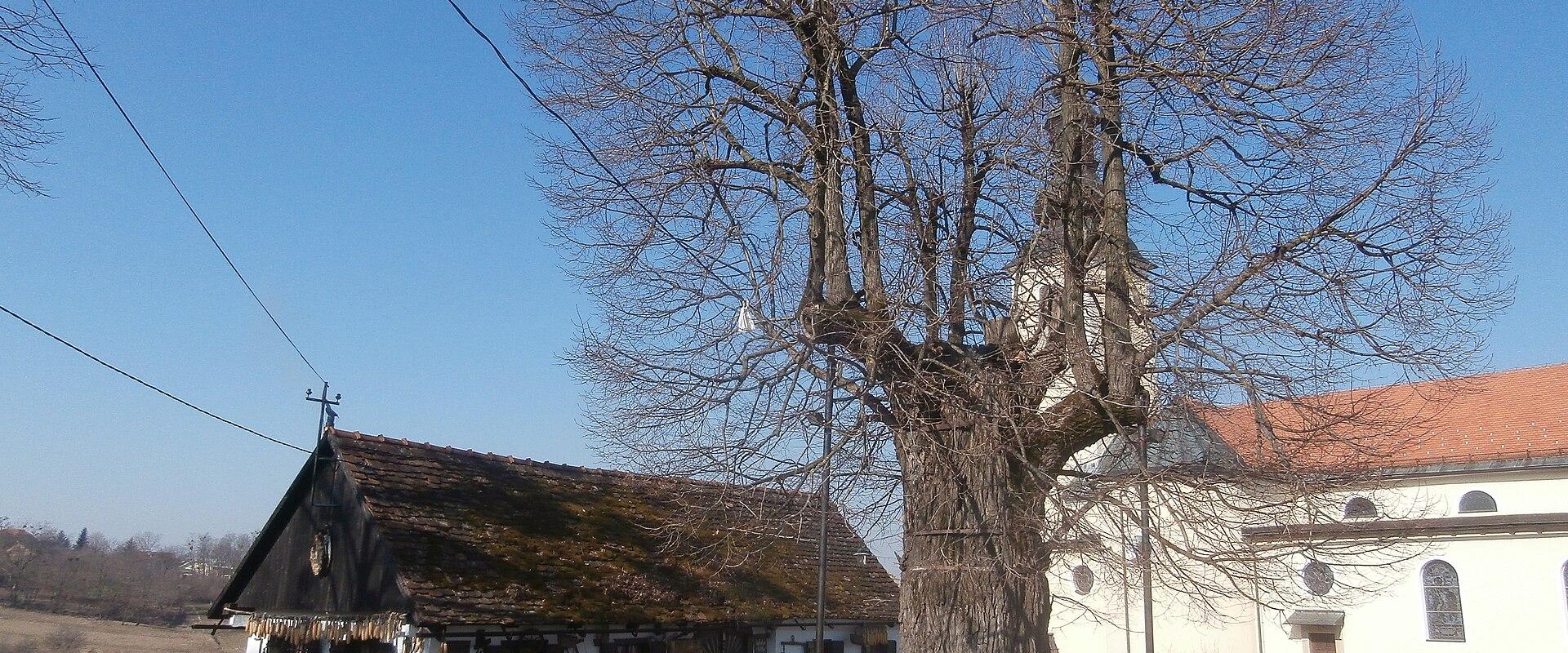 Gubec Linden (Gupčeva Lipa)