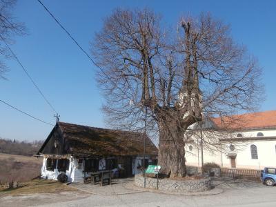 A large, leafless linden tree with a massive trunk stands in a stone enclosure next to a white church and a small traditional building under a clear blue sky.