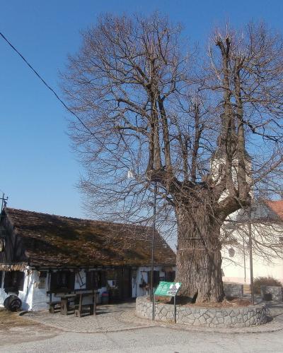 A large, leafless linden tree with a massive trunk stands in a stone enclosure next to a white church and a small traditional building under a clear blue sky.