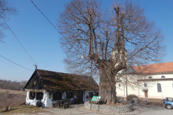Gubec Linden (Gupčeva Lipa)