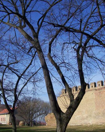 Medieval defensive walls of the Ilok fortress among bare winter trees