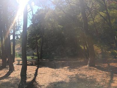 Nugal beach woods