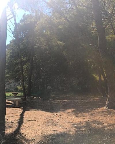 Nugal beach woods