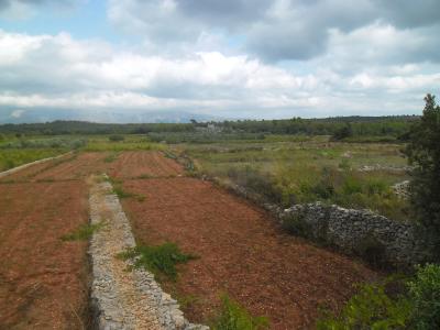 A landscape view of agricultural fields divided by low stone walls and gravel paths, with olive groves and distant hills under a cloudy sky.