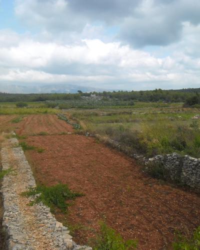 A landscape view of agricultural fields divided by low stone walls and gravel paths, with olive groves and distant hills under a cloudy sky.