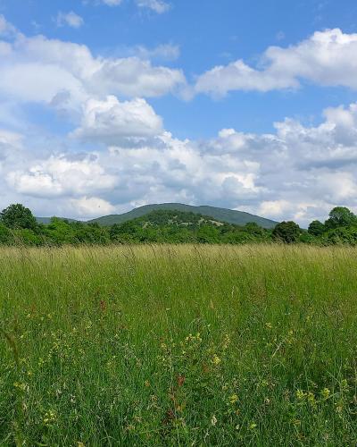 A wide grassy meadow with wildflowers in the foreground, a line of trees in the midground, and a forested hill under a cloudy blue sky.