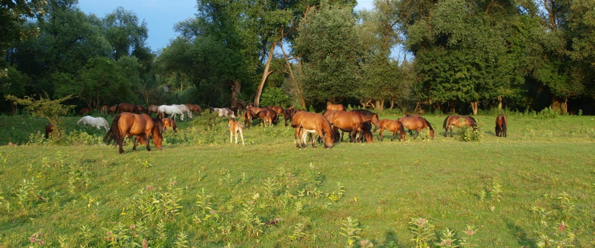 Lonjsko Polje Floodplain Forests