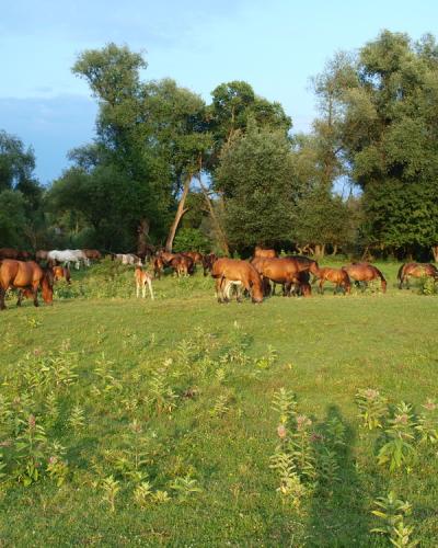 A herd of horses grazing in a grassy meadow with a line of trees in the background.