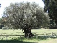The Olive Tree on Brijuni