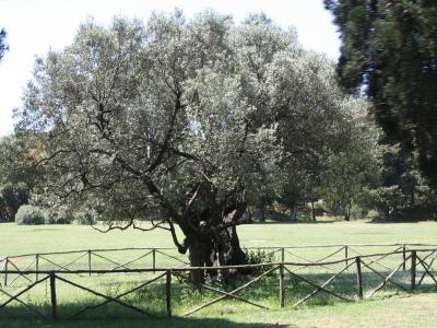 Brijuni, alter Olivenbaum