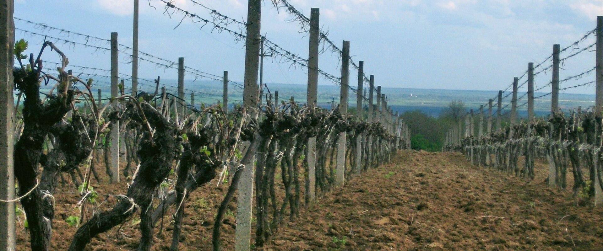 Baranja Vineyards