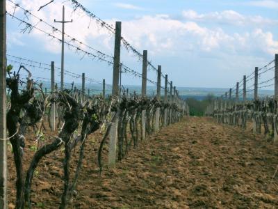 A row of dormant grapevines on concrete posts and wire trellises in a plowed field under a partly cloudy sky, with distant rolling hills and a utility pole visible.