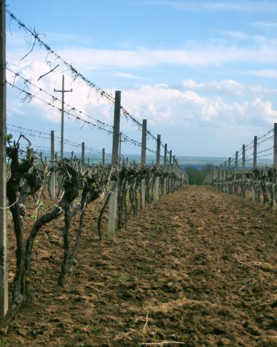 A row of dormant grapevines on concrete posts and wire trellises in a plowed field under a partly cloudy sky, with distant rolling hills and a utility pole visible.