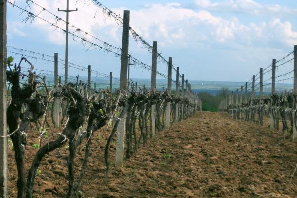 Baranja Vineyards