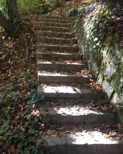 A set of weathered stone steps ascending through a wooded area, covered in fallen autumn leaves, with a stone retaining wall on the right and ivy-covered ground on the left.
