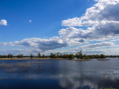 A wide landscape shot of a calm body of water with reeds and small islands of trees under a blue sky with white clouds.