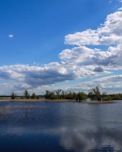 A wide landscape shot of a calm body of water with reeds and small islands of trees under a blue sky with white clouds.