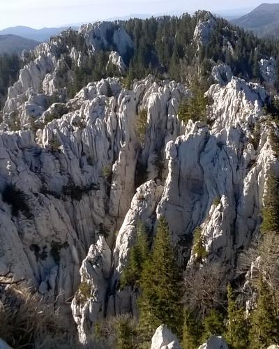 A high-angle view of jagged, light-colored limestone rock formations rising from a dense coniferous forest, with bare branches in the foreground and distant mountains in the background.