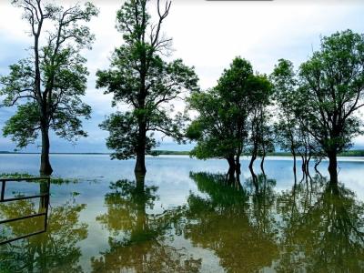 Flooded riverside forest in the Lonjsko Polje wetlands