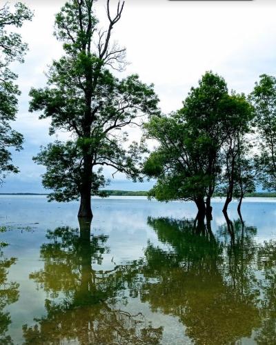 Flooded riverside forest in the Lonjsko Polje wetlands