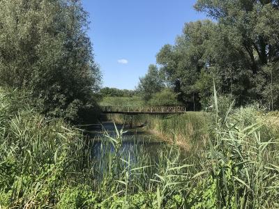 Kopački Rit, walking trail, Kopačevo, 2025 (8)