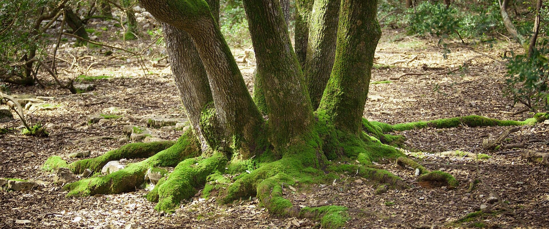 Brijuni National Park