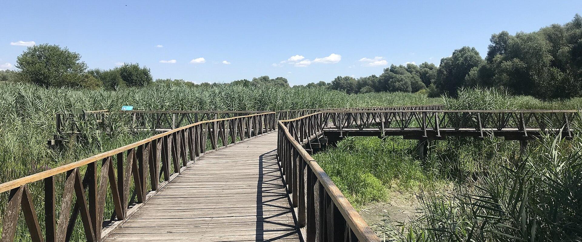 A wooden boardwalk through the reed marshes of Kopački rit Nature Park, Baranja