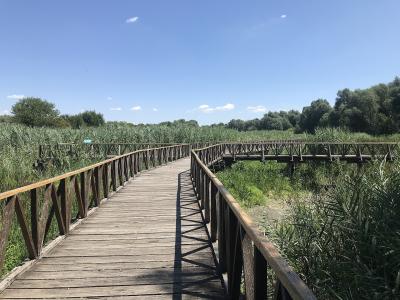 A wooden boardwalk through the reed marshes of Kopački rit Nature Park, Baranja
