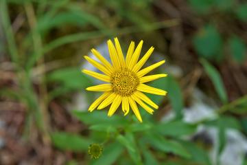 Doronicum orientale in Plitvice Lakes National Park, Croatia (DSC 0439)