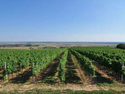 Zmajevac