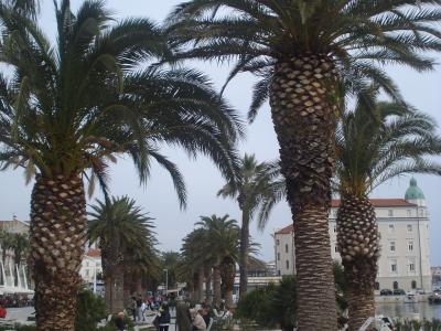 Split (Croatia) - palme na rivi
