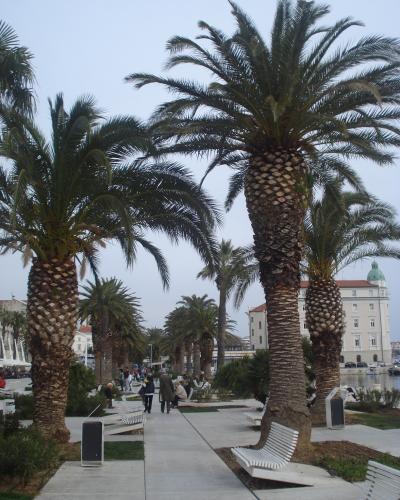 Split (Croatia) - palme na rivi