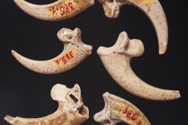 Krapina Neanderthal Museum