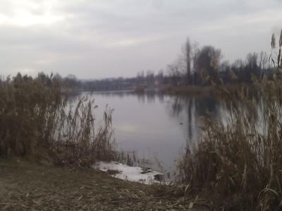 A calm body of water, likely a pond or slow-moving river section, framed by tall dry reeds in the foreground under an overcast sky, with bare trees and faint buildings visible on the far bank.