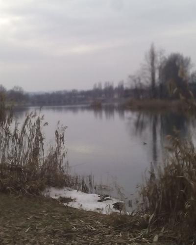 A calm body of water, likely a pond or slow-moving river section, framed by tall dry reeds in the foreground under an overcast sky, with bare trees and faint buildings visible on the far bank.