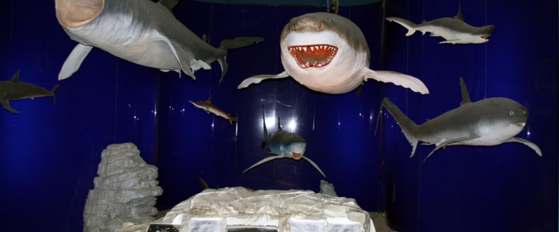 Natural History Museum Rijeka