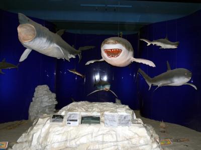 A shark diorama in the Natural History Museum Rijeka