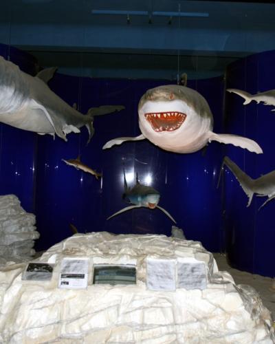 A shark diorama in the Natural History Museum Rijeka