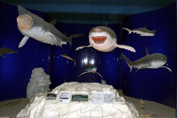 Natural History Museum Rijeka