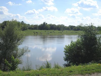 A wide river reflects a cloudy blue sky, with a grassy floodplain on the far bank where a herd of cattle grazes beneath a line of trees.