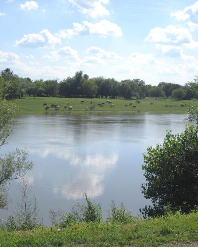 A wide river reflects a cloudy blue sky, with a grassy floodplain on the far bank where a herd of cattle grazes beneath a line of trees.