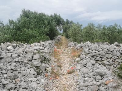 A gravel path lined with dry-stone walls and olive trees, with red poppies growing along the trail under a cloudy sky.