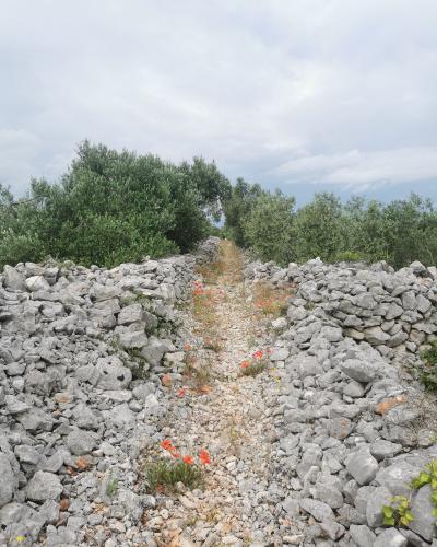 A gravel path lined with dry-stone walls and olive trees, with red poppies growing along the trail under a cloudy sky.