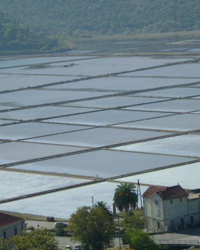 A high-angle view of extensive rectangular salt evaporation ponds separated by earthen dikes, with a few buildings featuring red-tiled roofs and palm trees in the foreground and a forested hill in the background.