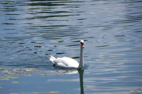 Jarun Lake